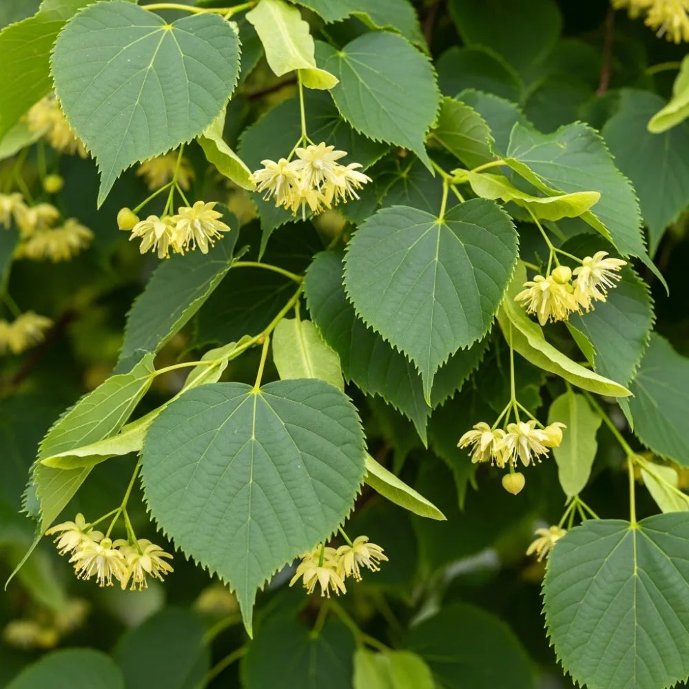 80-100cm Small Leaved Lime Hedging | Tilia cordata | Bare Root