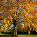 5ft Small-Leaved Lime Tree | Tilia cordata 'Winter Orange' | 9L Pot