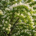 7ft Multi-Stem Amelanchier Lamarckii Tree | Mature Root Ball Snowy Mespilus