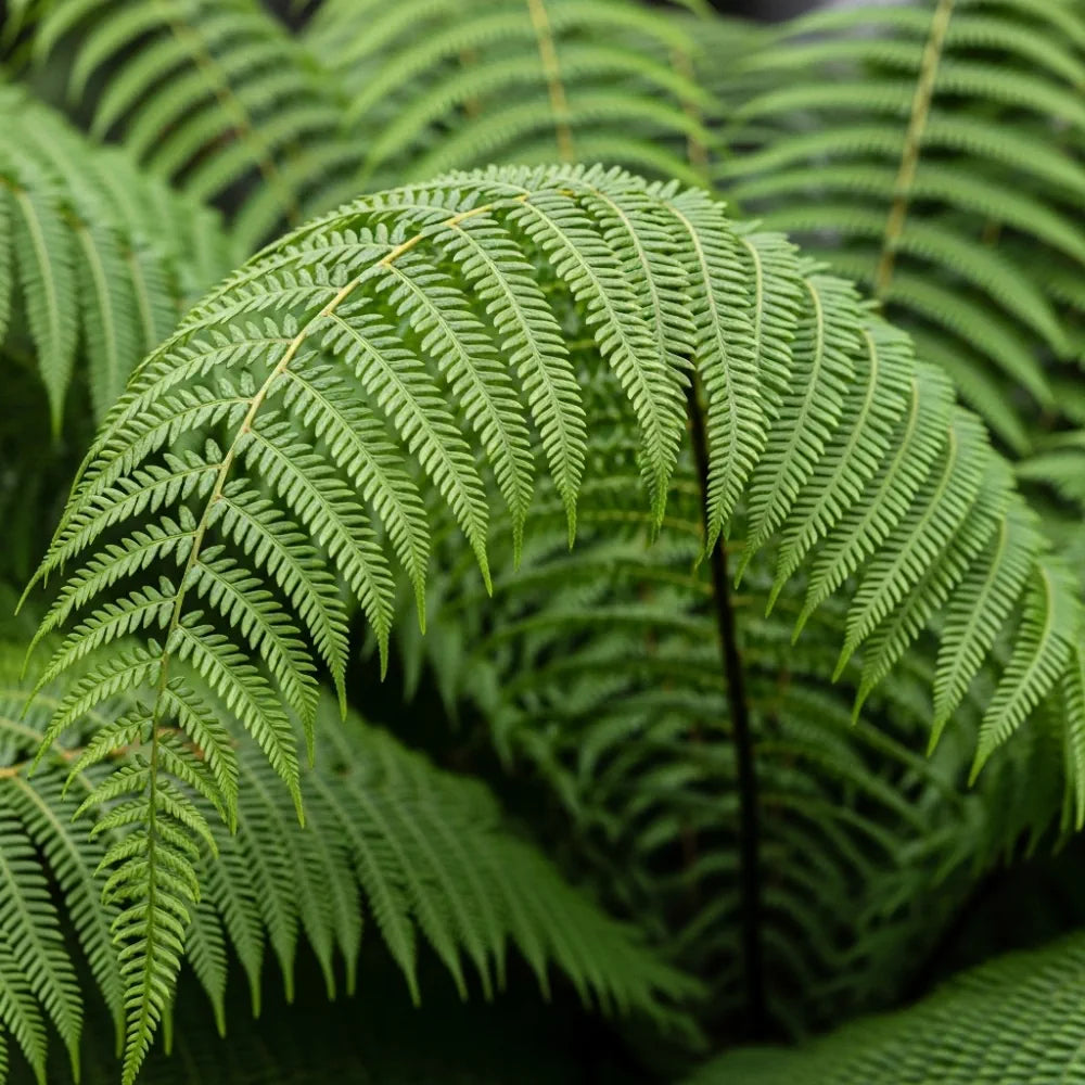 3ft Hardy Tree Fern | Dicksonia antarctica