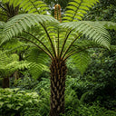 1ft Hardy Tree Fern | Dicksonia antarctica