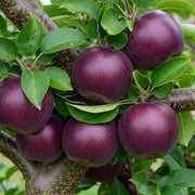 5ft Dwarfing 'Spartan' Apple Tree | Bare Root | 2 Years Old