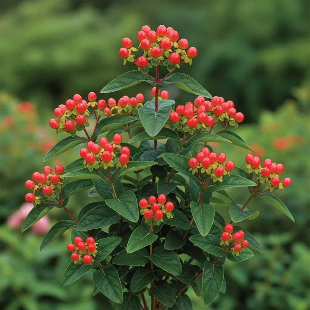 30-45cm St John's Wort  | Hypericum inodorum  Bare Root Plant