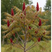 Adjust the Staghorn Sumac Tree (Rhus typhina) with vibrant red cone-shaped clusters and feathery green leaves, set against a blurred natural background.