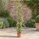 Star Jasmine in a courtyard garden