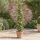 Mature Star Jasmine in a courtyard garden