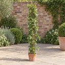 Star Jasmine in a courtyard garden