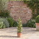 Pyramid Star Jasmine in a courtyard garden