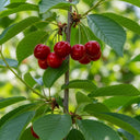 8ft Half-Standard 'Stella' Mature Cherry Tree | 6/8cm Girth | Grown in 20L Airpot