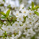 8ft Half-Standard 'Stella' Mature Cherry Tree | 6/8cm Girth | Grown in 20L Airpot