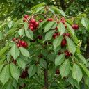 8ft Half-Standard 'Stella' Mature Cherry Tree | 6/8cm Girth | Grown in 20L Airpot
