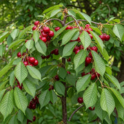 7ft Half-Standard 'Stella' Mature Cherry Tree | 6/8cm Girth | Grown in 20L Airpot