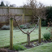 Stepover 'Bramley's Seedling' Apple Tree | Bare Root