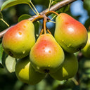 Stepover 'Williams' Bon Chrétien' Pear Tree | Bare Root