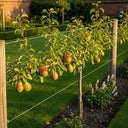 Stepover 'Concorde' Pear Tree | Bare Root