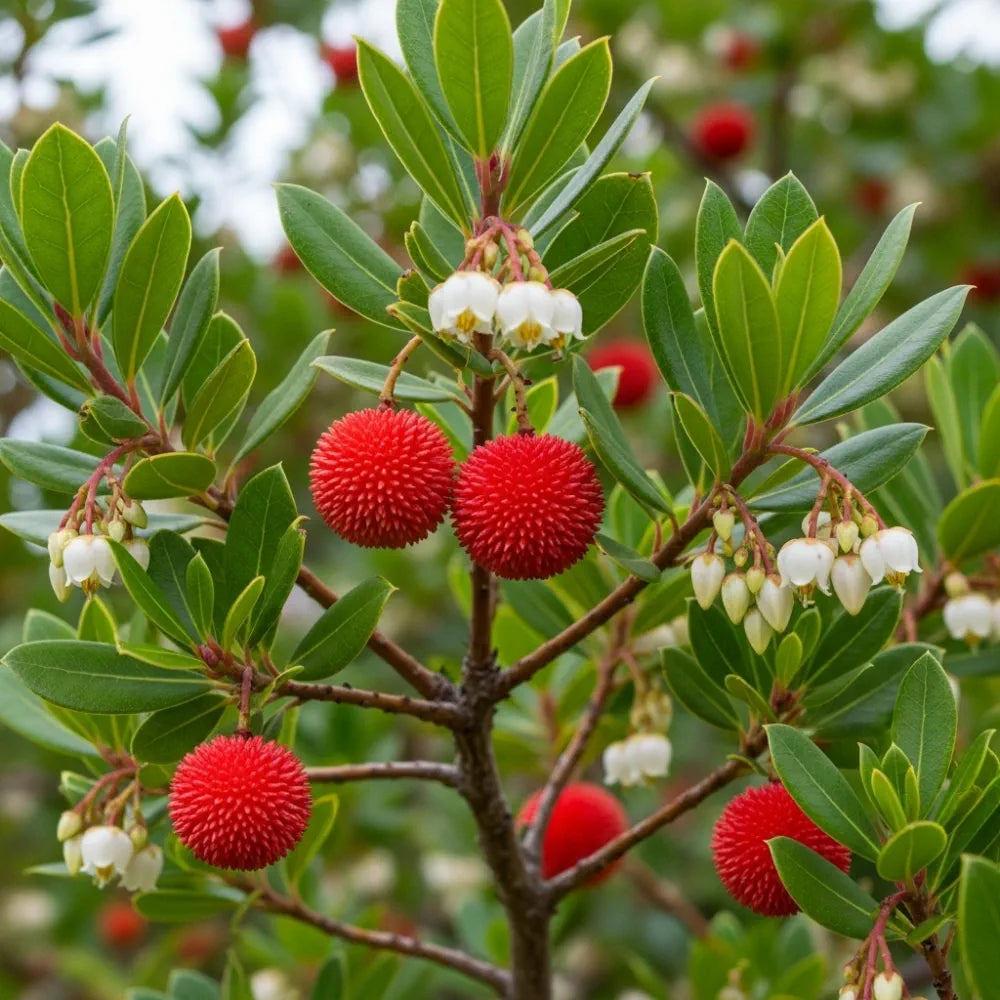 3ft Strawberry Tree | Arbutus unedo | 3L Pot