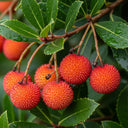 3ft Strawberry Tree | Arbutus unedo | 3L Pot