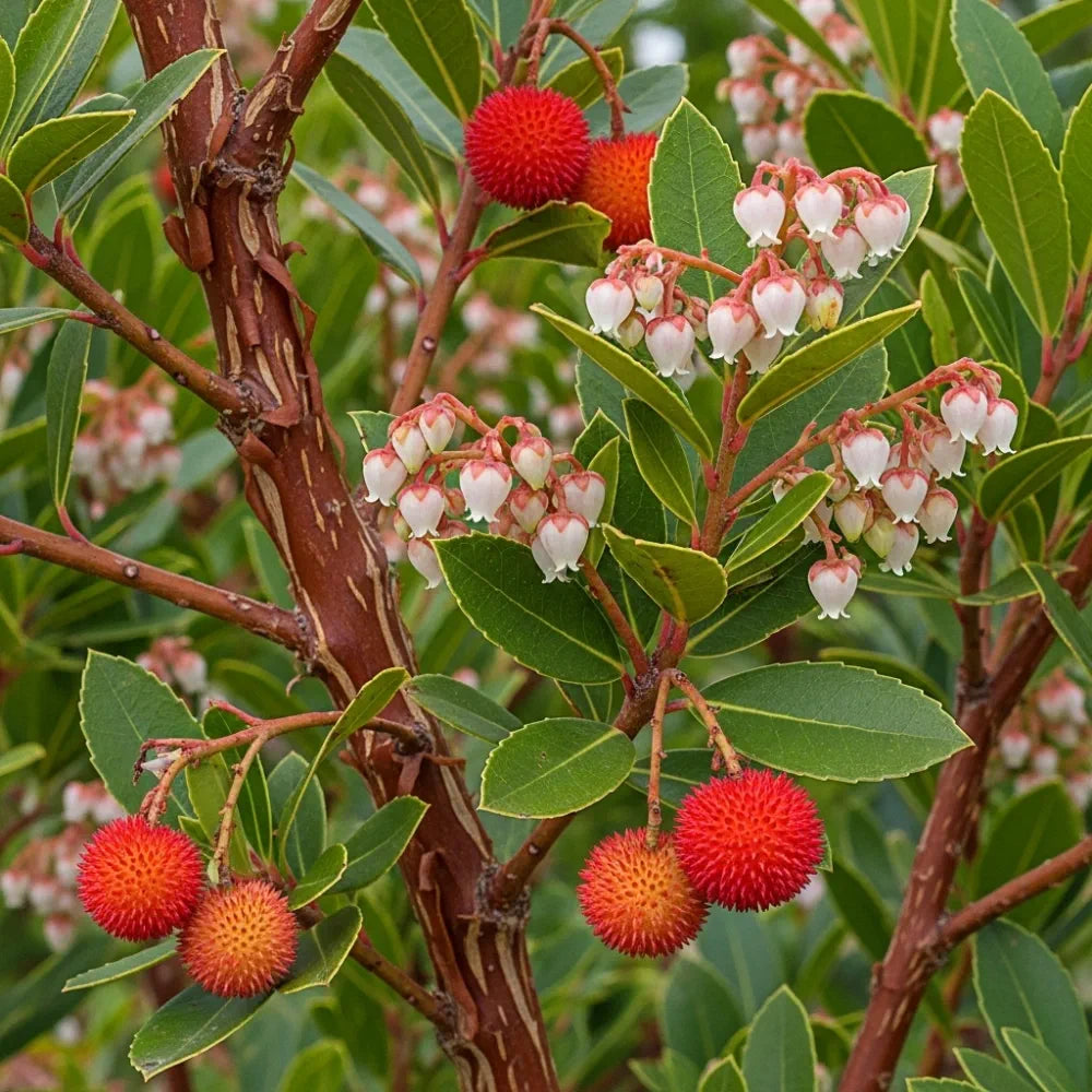 Red, spiky Arbutus unedo fruits & white, bell-shaped flowers on a tree with glossy green leaves & textured brown bark, set against a lush background.