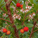 Red, spiky Arbutus unedo fruits & white, bell-shaped flowers on a tree with glossy green leaves & textured brown bark, set against a lush background.