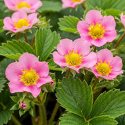 Summer Breeze Cherry' Strawberry Plants: Pink flowers, yellow centers, lush green leaves, vibrant in a garden setting.