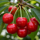 5ft 'Summer Sun' Cherry Tree | Bare Root | 2 Years Old