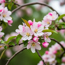 5ft 'Sun Rival' Crabapple Tree | 7.5L Pot | 2 Years Old