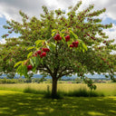 5ft 'Sunburst 'Cherry Tree | 7.5L Pot | 2 Years Old