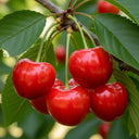 7ft Half-Standard 'Sunburst' Mature Cherry Tree | 6/8cm Girth | Grown in 20L Airpot