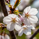 11ft Standard 'Sunburst' Cherry Tree | Mature Bare Root | 8/10cm Girth