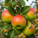 5ft Semi-Dwarfing Sunset Apple Tree | Bare Root | 2 Years Old