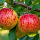 3ft 'Sunset' Apple Tree | 4.5L Pot | M26 Dwarfing Rootstock
