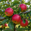 5ft Semi-Dwarfing Sunset Apple Tree | Bare Root | 2 Years Old