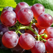 Supernova Seedless Outdoor Grape Vine: Cluster of ripe red grapes, glossy, on green stems, against vibrant green leaves in sunlight.