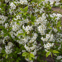 80cm Sweet Cherry Hedging | Prunus avium | Bare Root
