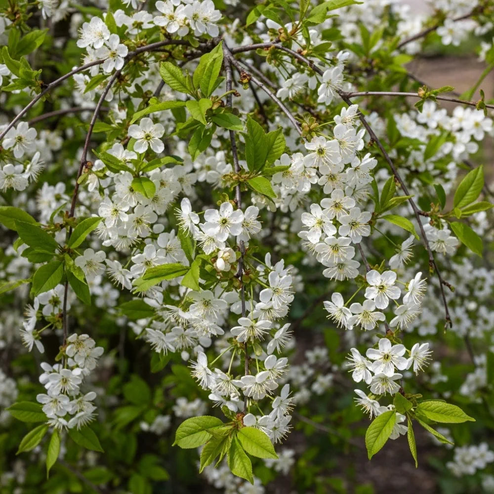 45-60cm Sweet Cherry Hedging | Prunus avium | Bare Root