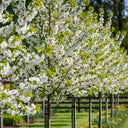 100cm Sweet Cherry Hedging | Prunus avium | Bare Root