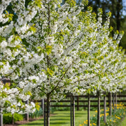 80-100cm Sweet Cherry Hedging | Prunus avium | Bare Root