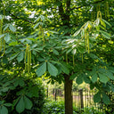 90cm Sweet Chestnut Hedging | Castanea sativa | Bare Root