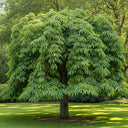 3ft Chestnut Tree | Castanea sativa | Bare Root