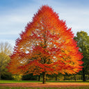 2ft Sweetgum Tree | Liquidambar styraciflua 'Worplesdon'  | 3L Pot
