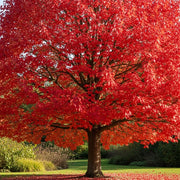 2ft Sweetgum Tree | Liquidambar styraciflua 'Worplesdon'  | 3L Pot