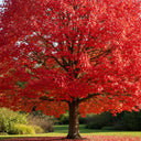 5ft Sweetgum Tree | Liquidambar styraciflua 'Worplesdon' | 9L Pot | 2 Years Old
