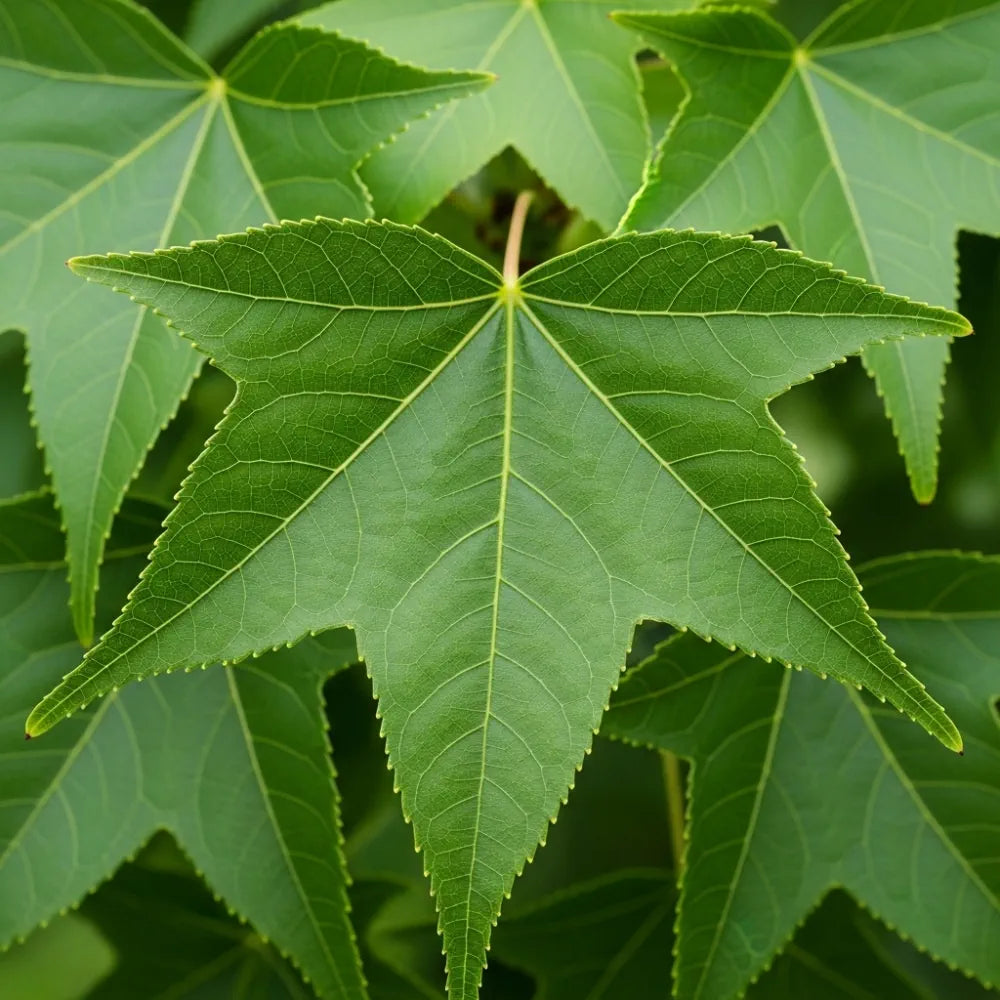 4ft Sweetgum Tree | Liquidambar styraciflua | Bare Root | 2 Years Old