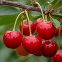 5ft Sweetheart ' Cherry Tree | Bare Root | 2 Years Old