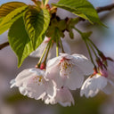 5ft 'The Bride' Cherry Blossom Tree | Prunus incisa | Bare Root