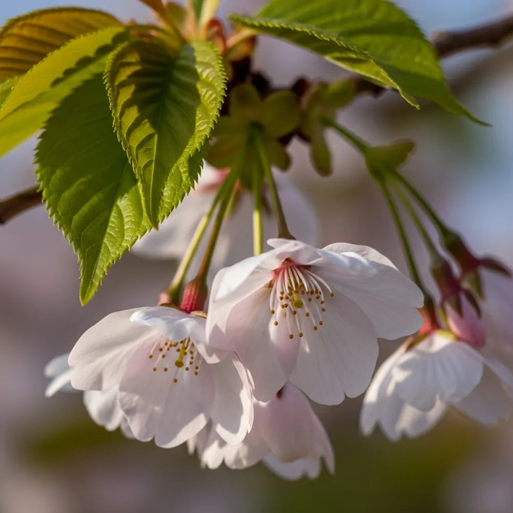The Bride' Cherry Blossom Tree | Prunus incisa | Bare Root | Top Worked | 15L Pot | 2 Years Old