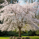 The Bride' Cherry Blossom Tree | Prunus incisa | Bare Root | Top Worked | 15L Pot | 2 Years Old