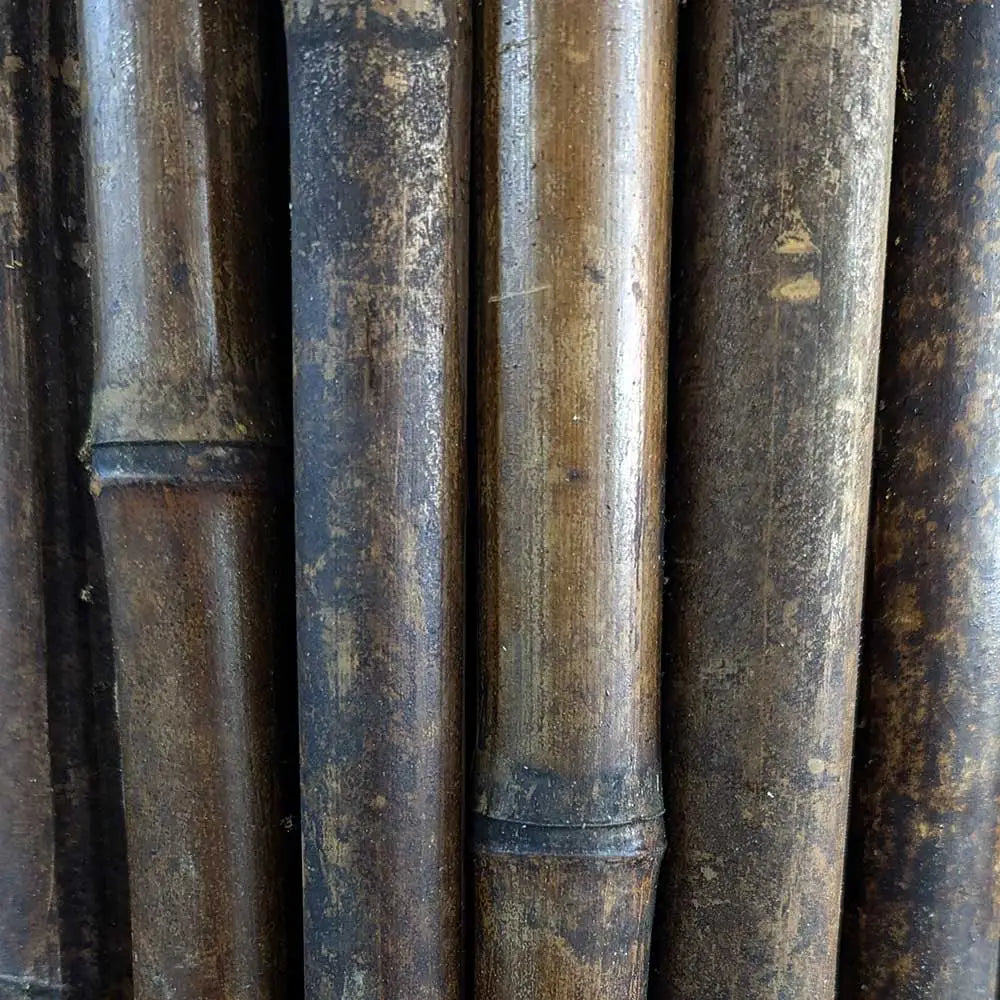 Black Raspberry Primacanes Raspberry Canes: Primocanes & Floricanes Explained – Woven Wood