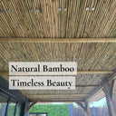 Natural Premium 2-4cm Thick Bamboo Cane Fencing Screening Rolls