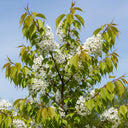 5ft Tibetan Cherry Tree | Prunus Serrula | Single Stem | 2 Years Old | 7.5L Pot